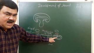 Development of Heart part 210 by Dr A K Singh [upl. by Meece]