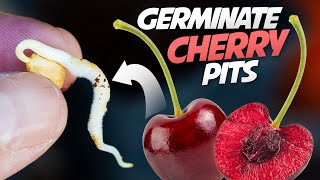 How To Germinate Cherry Seeds That Works every Time  Growing Cherry Trees From Seeds [upl. by Sale]