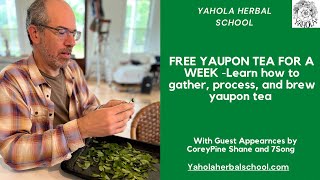 LEARN HOW TO PROCESS YOUR OWN YAUPON TEA FOR A WEEK SUPPLY [upl. by Jeremy]