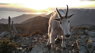 Wild Mountain Goats  AMAZING ROCK CLIMBERS [upl. by Demahom978]