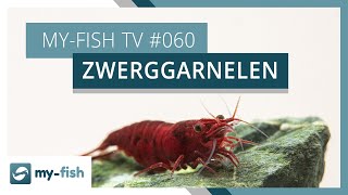 Zwerggarnelen richtig im Aquarium halten  myfish TV 060 [upl. by Anialram427]