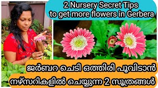 2 Secret Tips for More Flowering in Gerbera  ജർബറ ചെടി ഒത്തിരി പൂവിടാൻ 2 ടിപ്സ് [upl. by Marillin]