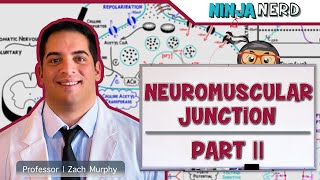 Musculoskeletal System  Neuromuscular Junction  Excitation Contraction Coupling Part 2 [upl. by Amalle]