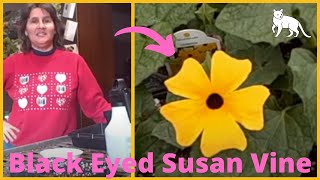 How to Grow Thunbergia Black Eyed Susan Vines from seed  Seed Starting Indoors [upl. by Strong]