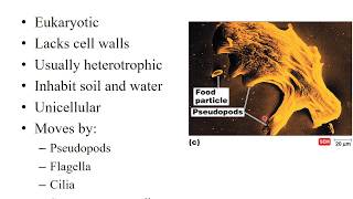 Lab 123 Protozoans Video Part 1 [upl. by Ellehcirt422]