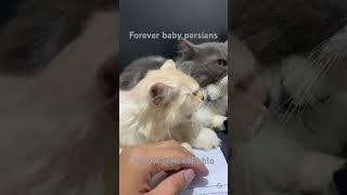 foreveryoung music song cat persiancatcorner lcatvideos usa funny persaincat catfunny ad [upl. by Nnep488]