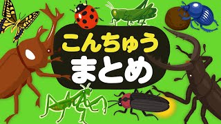 【昆虫★まとめ】昆虫さがし🔎カブトムシクワガタムシホタルカマキリバッタフンコロガシカナブンアリなどこんちゅうの名前を覚えよう！昆虫 観察 自然 虫 むし ムシinsectbug [upl. by Eitisahc]