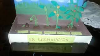 Proceso para la germinacion de una planta [upl. by Diver]