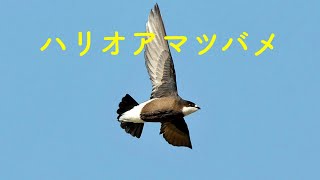 Whitethroated needletail『ハリオアマツバメを追う』 [upl. by Averell]