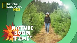 Christmas Tree Farm 🎄  Nature Boom Time  natgeokids [upl. by Nave678]