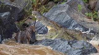 Huge crocodile kills wildebeest [upl. by Symer15]