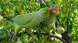 Green Parrots Eating Fresh Peaches From Tree [upl. by Lynad557]