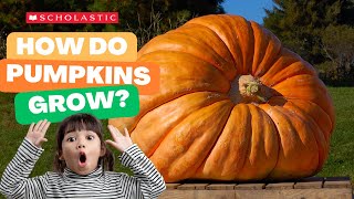 A Pumpkin 🎃 Grows  STEM for Kids [upl. by Lindo]