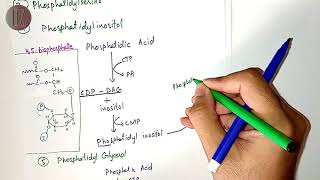 Role of Phosphatidylinositol in Signal Transduction  Doctor Z [upl. by Herodias]