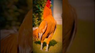 Rooster 🐓 rooster chicken hen farming village aseelmurgakipehchan aseelmurga tyshorts [upl. by Eetnuahs610]