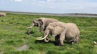 Visit to Amboseli National Park [upl. by Knowles]