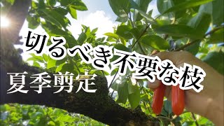 柿の夏季せん定【不要な枝から切る】 [upl. by Henebry]