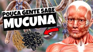 Mucuna pra que Serve Top 5 Benefícios [upl. by Julienne]