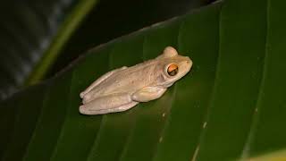 Cuban Tree Frog Call [upl. by Elledoj297]