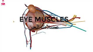 عضلات العين eye muscles [upl. by Trinl]