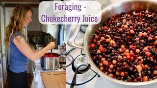 Wild Food Foraging  Chokecherry Juice [upl. by Pedro189]