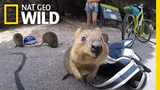 How Did Selfies Save the Cute Quokka  Nat Geo Wild [upl. by Wendye677]