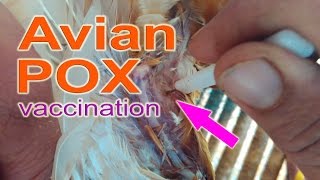 Administering FOWL POX Vaccine in Chickens Avian Pox Vaccine poultry farming chicken farming [upl. by Annawal]