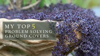 My TOP 5 Ground Covers [upl. by Delwin517]