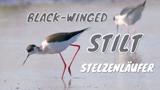 Blackwinged Stilt Himantopus himantopus  Stelzenläufer [upl. by Gaudette]