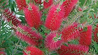 How to take care of bottlebrush tree [upl. by Annal824]