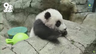 National Zoos baby panda goes live for first virtual meet and greet [upl. by Horan]