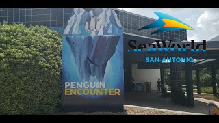 Pacific WhiteSided Dolphin Exercise  Inside Look at SeaWorld San Antonio  August 25 2019 [upl. by Farrison382]