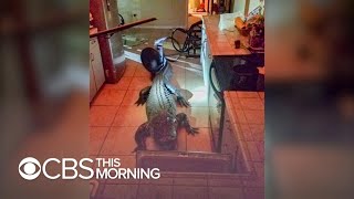 11foot alligator breaks into Florida home [upl. by Goldenberg948]