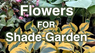 Shade Garden Flowers 25 Perennials Proven To Grow [upl. by Tarah]