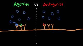 The Difference Between Agonists vs Antagonists [upl. by Melda]