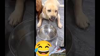 Wait for end 💕 labrador retriever funny shorts reels [upl. by Nosille919]