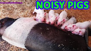 Noisy pigs  Pig and piglets grunting amp squealing sounds  Oink sounds [upl. by Alenson976]