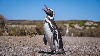 Península Valdés Wildlife Tour in Patagonia  Chubut Argentina [upl. by Leventis536]