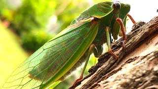 Cicada Life amp Death 2 Whole Cicada Season Part 1 EDUCATIONAL VIDEO [upl. by Esirrehc]