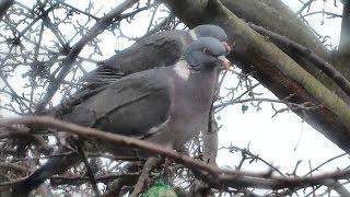 Garden Wood Pigeon Chirping and Singing  Beautiful Bird Sounds and Natura [upl. by Neehsuan]