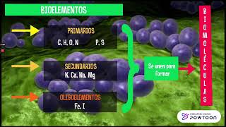 Bioelementos y biomoléculas [upl. by Lawrenson737]