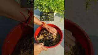 how to grow gladiolus bulbs  plants wintergardening gardening winterflower [upl. by Ocker417]