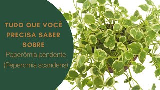 Como cuidar de Peperômia pendente Peperomia scandens [upl. by Silisav269]