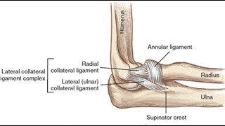 Two Minutes of Anatomy Radial Collateral AKA Lateral Collateral Ligament of the Elbow [upl. by Berliner625]