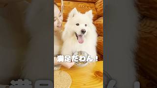 美味しいご飯食べてニコニコのサモエドスマイルになっちゃう犬 サモエド samoyed [upl. by Nelon667]