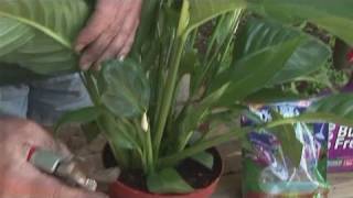 How To Grow A Peace Lilly [upl. by Bannasch]