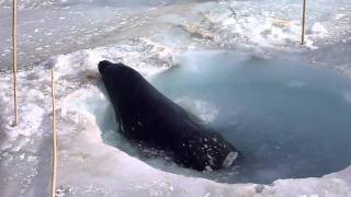 Weddell Seal Reaming Breathing HoleMOV [upl. by Sairahcaz208]