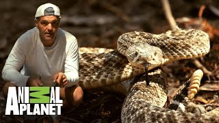 Conoce a la serpiente cascabel diamante occidental  Wild Frank en California  Animal Planet [upl. by Vidovik]