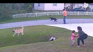 German shepherd saves sixyearold from being attacked by another dog [upl. by Eidarb786]