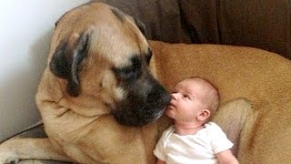 English Mastiff and Baby Compilation [upl. by Ecenahs244]